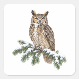 Pegatina Cuadrada Búho Americano en una Rama de Abeto Nevada
