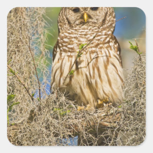 Pegatina Cuadrada Búho barrado (Strix varia) posado en un ciprés