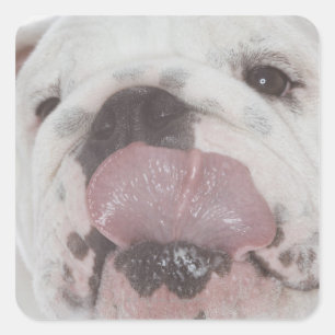 PEGATINA CUADRADA BULLDOG 2