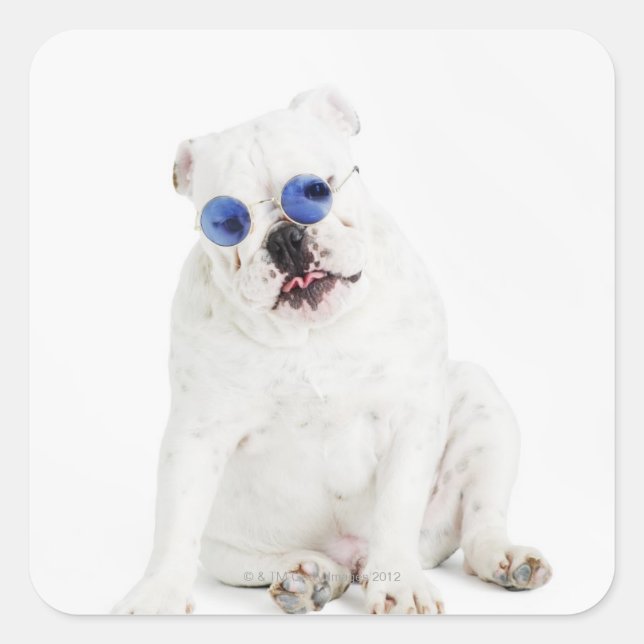 Pegatina Cuadrada Bulldog blanco con tonos azules (Anverso)