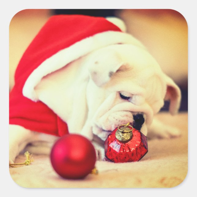 Pegatina Cuadrada BULLDOG con sombrero Santa (Anverso)