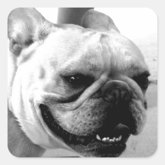Pegatina Cuadrada Bulldog francés