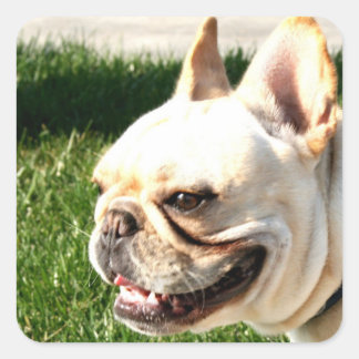 Pegatina Cuadrada Bulldog francés