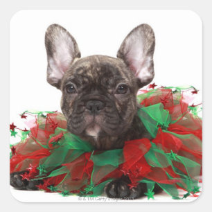 Pegatina Cuadrada Bulldog francés con collar de Navidades