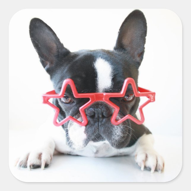 Pegatina Cuadrada Bulldog francés con gafas de estrella roja (Anverso)