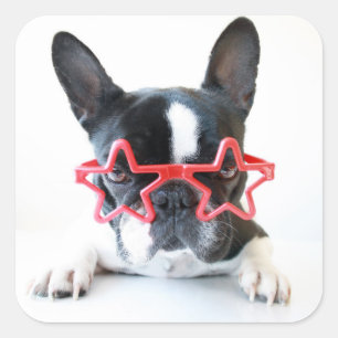 Pegatina Cuadrada Bulldog francés con gafas de estrella roja