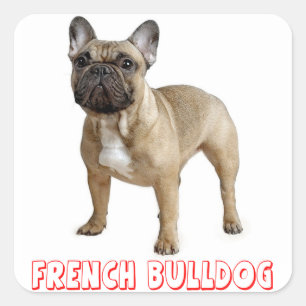 Pegatina Cuadrada Bulldog francés marrón cachorro perro rojo