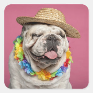 Pegatina Cuadrada Bulldog inglés (18 meses) que lleva una paja