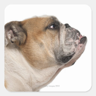 Pegatina Cuadrada Bulldog inglés (6 años)