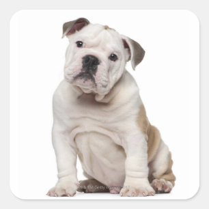 Pegatina Cuadrada Bulldog inglés cachorro (2 meses de edad)