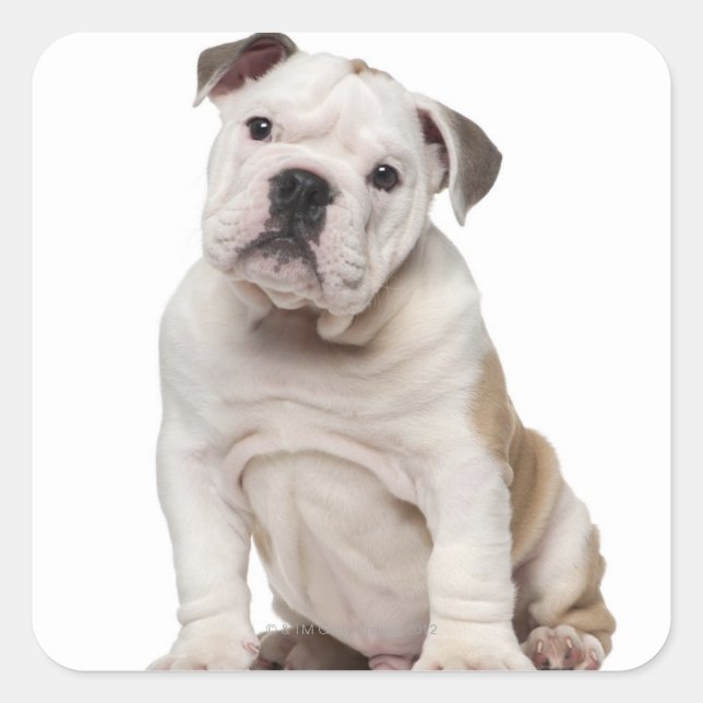 Pegatina Cuadrada Bulldog inglés cachorro (2 meses de edad) (Anverso)