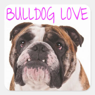 Pegatina Cuadrada Bulldog inglés cachorro Perro morado amor