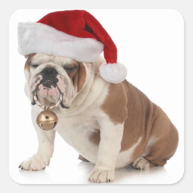 Pegatina Cuadrada Bulldog inglés con sombrero Santa (Anverso)
