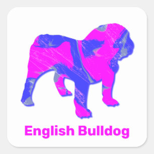 Pegatina Cuadrada Bulldog inglés loco Hot Pink & Blue