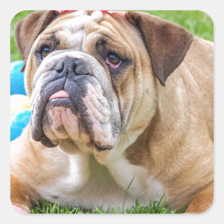 Pegatina Cuadrada Bulldog Perro animal dulce de Pascua Hundeportrait