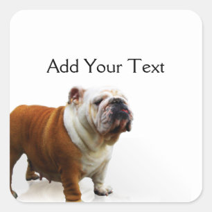 Pegatina Cuadrada Bulldog sonriente