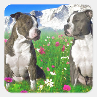 Pegatina Cuadrada Bulldoges Brindle & Blue Staffordshire & Pit