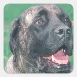 Pegatina Cuadrada Bullmastiff Brindle