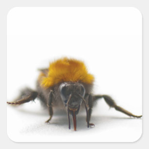 Pegatina Cuadrada Bumblebee