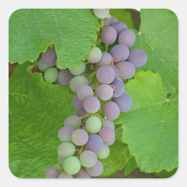 Pegatina Cuadrada Bunch de uvas violetas (Anverso)
