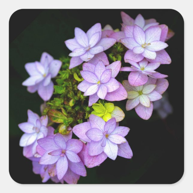Pegatina Cuadrada Buque de muchas flores moradas de Petaled (Anverso)