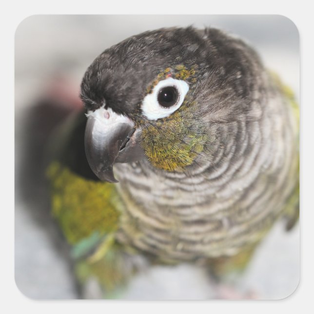 Pegatina Cuadrada Burbel (Anverso)