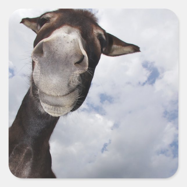 Pegatina Cuadrada burro divertido (Anverso)