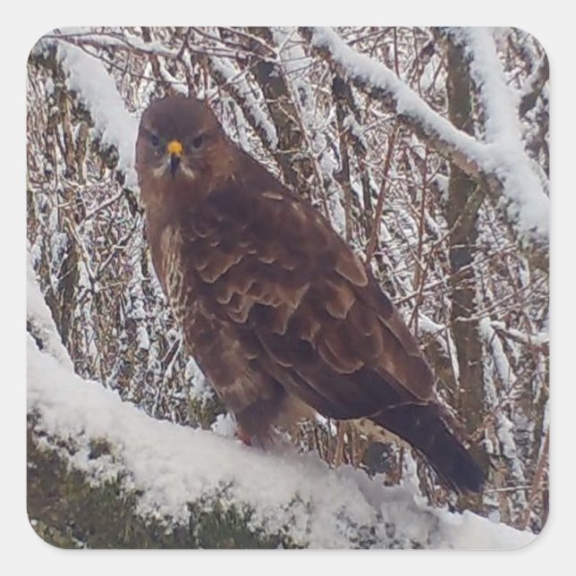 Pegatina Cuadrada Busardo personalizable en rama nevada Bosque nevad (Anverso)