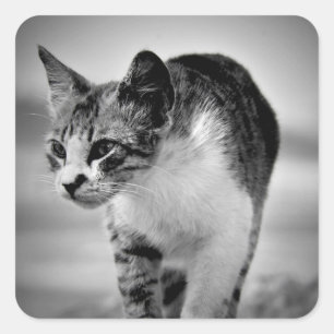 Pegatina Cuadrada buscar pegatinas de gatos