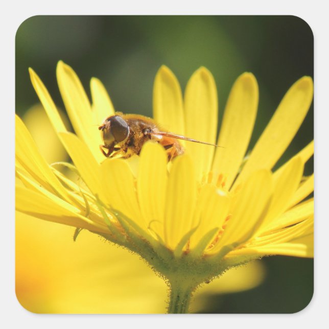 Pegatina Cuadrada Busy Bee (Anverso)