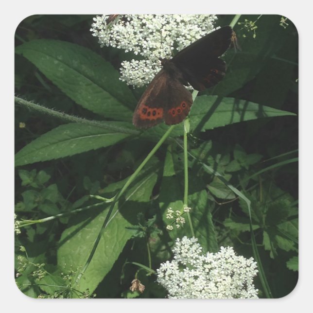 Pegatina Cuadrada Butterfly Sticker (Anverso)