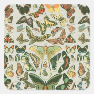 Pegatina Cuadrada Butterfly Vintage Antiguo Butterflies Art