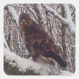 Pegatina Cuadrada Buzzard en la rama de Snowy
