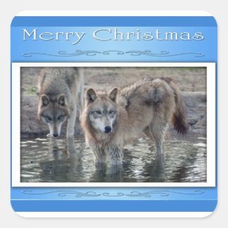 Pegatina Cuadrada c-2011-wolf-006