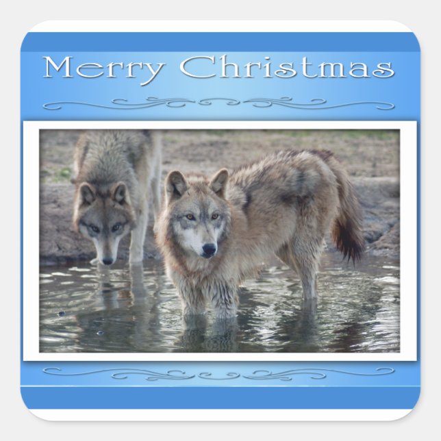 Pegatina Cuadrada c-2011-wolf-006 (Anverso)