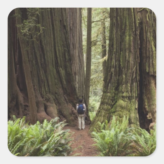 Pegatina Cuadrada CA, Jedediah Smith Redwoods State Park, (Anverso)