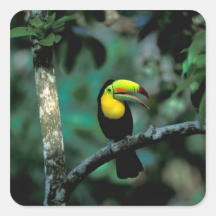 Pegatina Cuadrada CA, Panamá, NP Soberanía, Tucán Pico Canoa