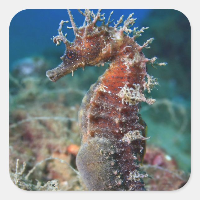 Pegatina Cuadrada Caballito d emar | Hippocampus Ramulosus (Anverso)