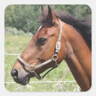 Pegatina Cuadrada Caballo