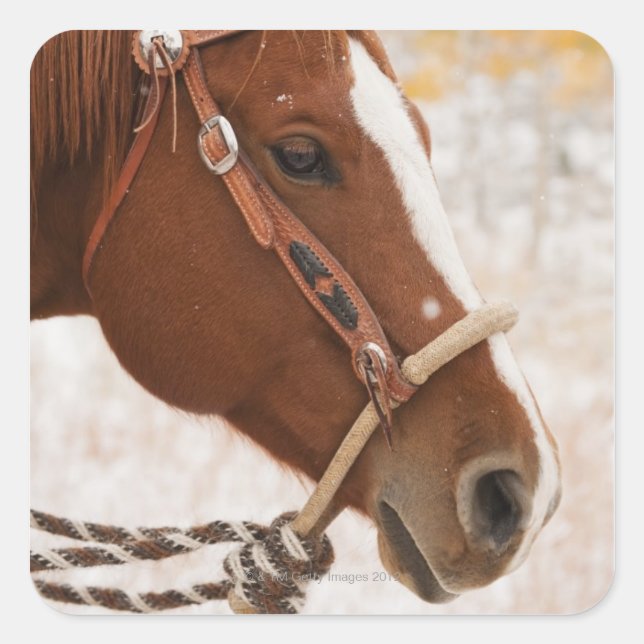 Pegatina Cuadrada Caballo (Anverso)