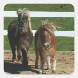 Pegatina Cuadrada Caballo Adorable en miniatura