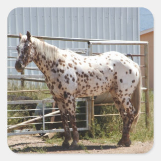 Pegatina Cuadrada Caballo Appaloosa de manchas marrones