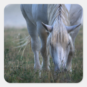 Pegatina Cuadrada Caballo blanco