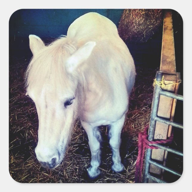 Pegatina Cuadrada Caballo blanco (Anverso)