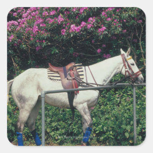 Pegatina Cuadrada Caballo blanco en un jardín