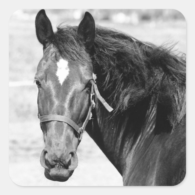 Pegatina Cuadrada Caballo blanco negro (Anverso)