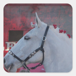 Pegatina Cuadrada caballo blanco puro con brida negra y flores rojas
