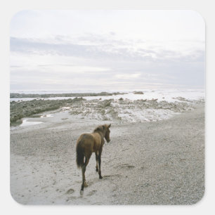 Pegatina Cuadrada Caballo caminando por la playa