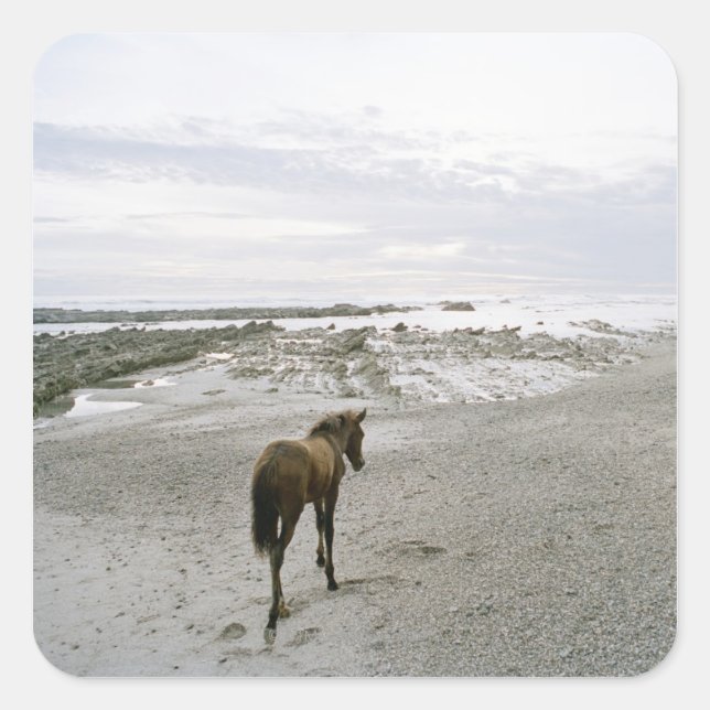 Pegatina Cuadrada Caballo caminando por la playa (Anverso)