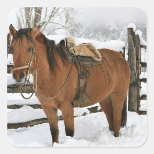 Pegatina Cuadrada Caballo chileno equipado con la tradicional chilen